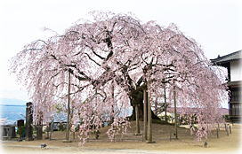 画像:麻績の里舞台桜(全景) 画像:麻績の里舞台桜(全景)