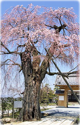 画像：大広院の桜