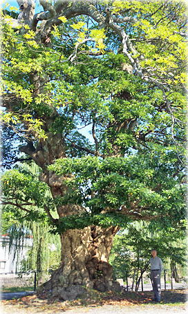 画像:大聖寺仲町のタブノキ(幹と並ぶ)