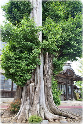 画像:永福寺のイチョウ