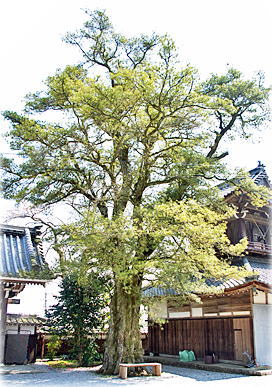 画像:演暢寺のイヌマキ(全景)