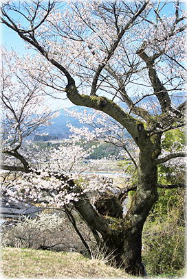 画像:円満坊のコヒガンザクラ_1 画像:円満坊のコヒガンザクラ_1