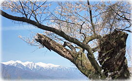 画像:円満坊のコヒガンザクラ_2 画像:円満坊のコヒガンザクラ_2