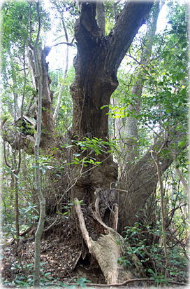 画像:江須崎のスダジイ 画像:江須崎のスダジイ