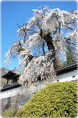 画像:福王寺のシダレザクラ