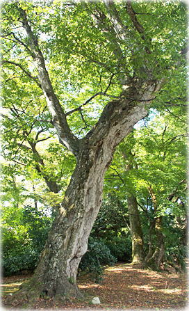 画像:古宮公園のイヌシデ