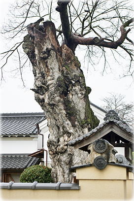 画像:二見の大ムク