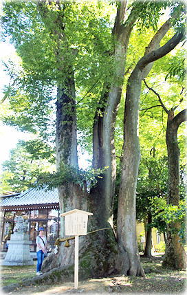 画像:郡家神社のケヤキ(幹と並ぶ)