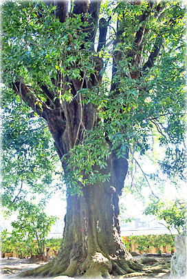 画像:玉泉寺のナギ