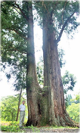 画像:八海神社参道のスギ(幹と並ぶ)_2
