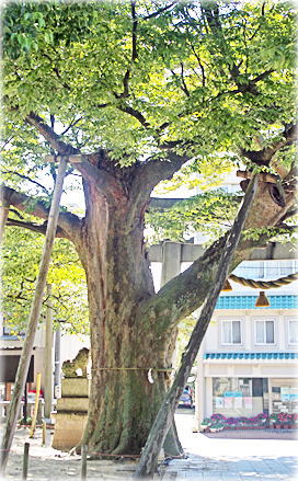 画像:羽咋神社のケヤキ