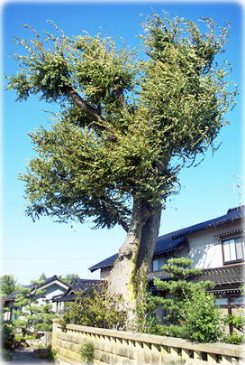 画像:向島町のケヤキ