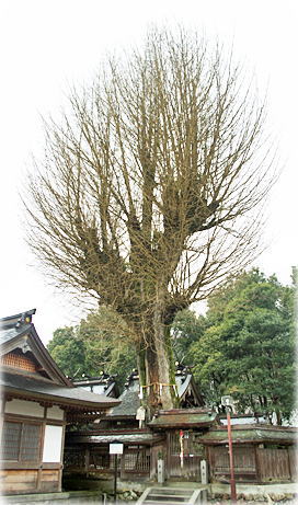 画像:丹生神社のイチョウ