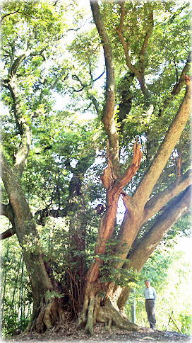 画像:幡谷薬師堂のスダジイ(幹と並ぶ)
