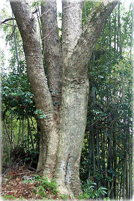 �摜�F�F�{�����_�Ђ̃��N���W