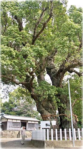画像:日出神社のクスノキ(相生クスノキ)(幹と並ぶ) 画像:日出神社のクスノキ(相生クスノキ)(幹と並ぶ)