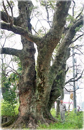 画像:日出神社のクスノキ(鳥居近くのクスノキ)(幹と並ぶ) 画像:日出神社のクスノキ(鳥居近くのクスノキ)(幹と並ぶ)