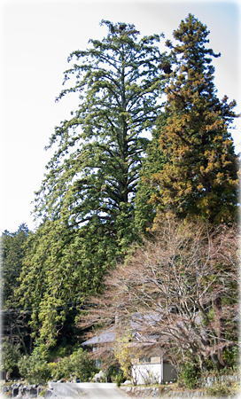 画像:宝林寺のコウヨウザン