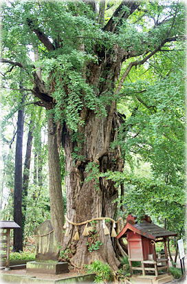 画像:菊間八幡神社のイチョウ