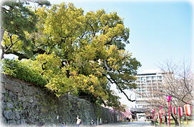 画像:一の橋の樟樹(全景)