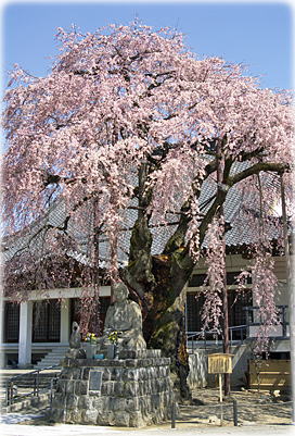 画像:専照寺のシダレザクラ 画像:専照寺のシダレザクラ