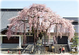 画像:専照寺のシダレザクラ(全景) 画像:専照寺のシダレザクラ(全景)