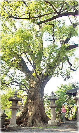 画像:伊久比売神社のクスノキ(幹と並ぶ)