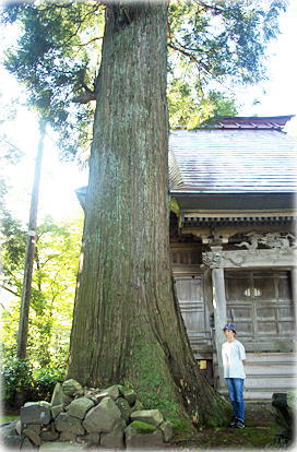 画像:磯之辺十二神社のスギ(幹と並ぶ)