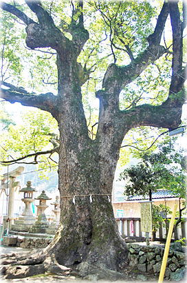 画像:糸我稲荷神社のクスノキ