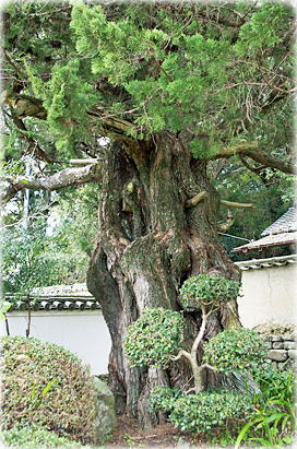 画像:十禅律院のイブキ