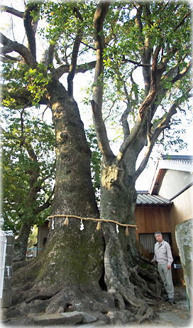 画像:那智勝浦天神社のクスノキ(幹と並ぶ) 画像:那智勝浦天神社のクスノキ(幹と並ぶ)