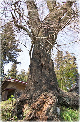 画像:川戸神社のエドヒガン 画像:川戸神社のエドヒガン