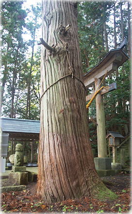 画像:五所神社の大杉