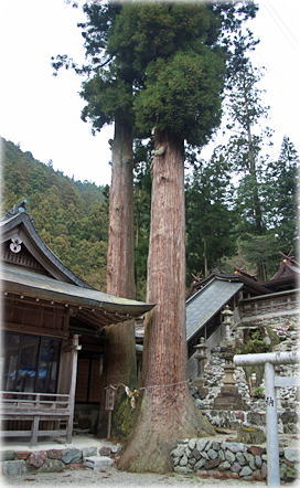 画像:河分神社の夫婦杉