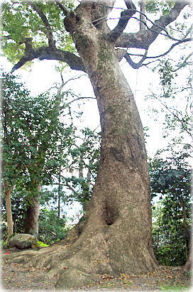 画像:風市森神社のクスノキ
