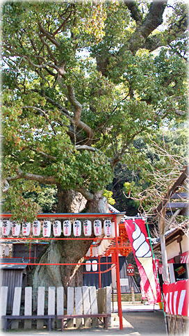 画像:紀三井寺の樟樹