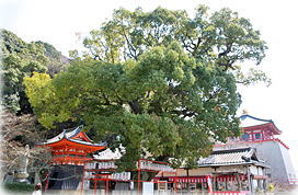 画像:紀三井寺の樟樹(全景)