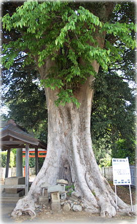 画像:古原八幡神社のムクノキ