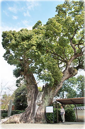 画像:粉河寺のクスノキ(幹と並ぶ)