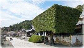 画像:粉河寺参道のウバメガシ