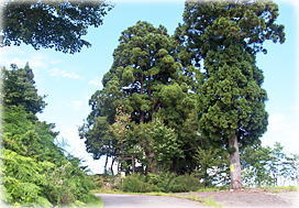 画像:越又の一本杉(遠景)