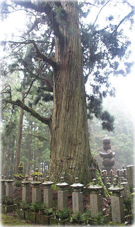 画像:高野山奥の院参道の大杉_1