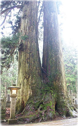 画像:高野山奥の院参道の大杉_2