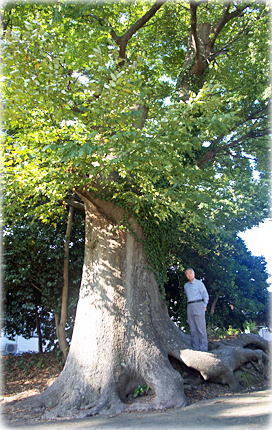 画像:味知郷神社のケヤキ(幹と並ぶ)