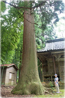 画像:宮之窪白山神社のスギ(幹と並ぶ)