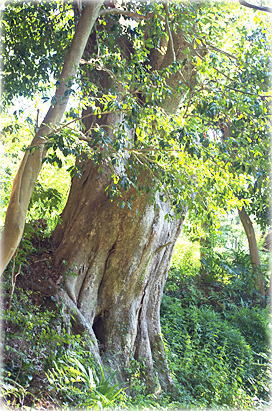 画像:百坂菅原神社のケヤキ
