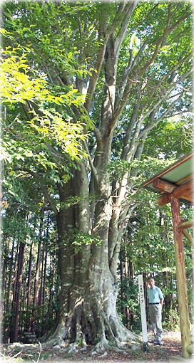 画像:文殊山城跡のブナ(幹と並ぶ)