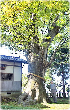 画像:森島神社のケヤキ(幹と並ぶ)