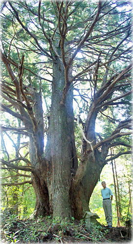 画像:名倉の大杉(幹と並ぶ)