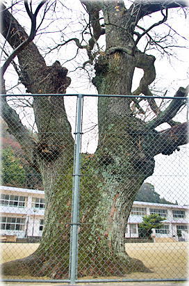 画像:中山路小学校のセンダン